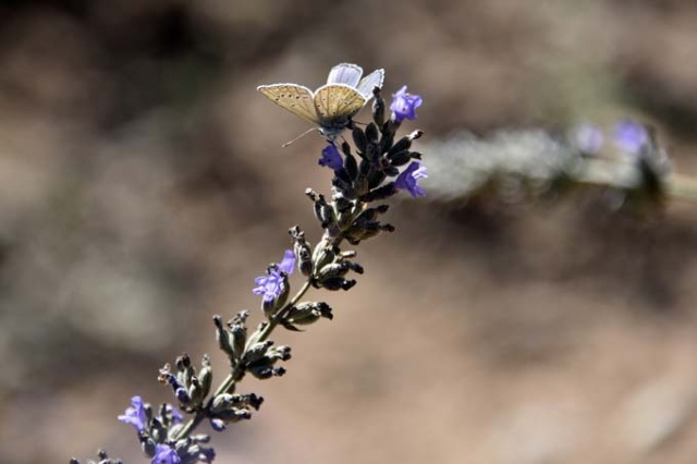 Doğu Karadeniz ilinde dikildi - Yüzde 100 başarı 2