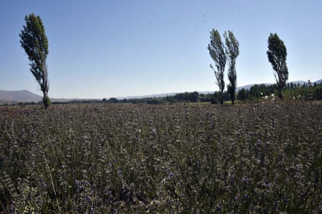 Doğu Karadeniz ilinde dikildi - Yüzde 100 başarı 12