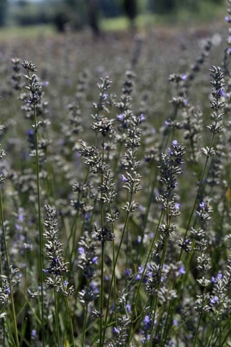 Doğu Karadeniz ilinde dikildi - Yüzde 100 başarı 13