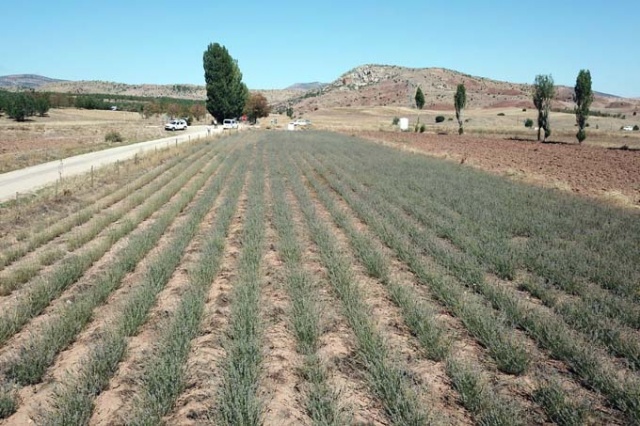 Doğu Karadeniz ilinde dikildi - Yüzde 100 başarı 14