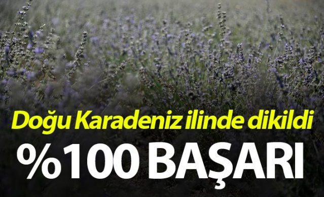 Doğu Karadeniz ilinde dikildi - Yüzde 100 başarı 1