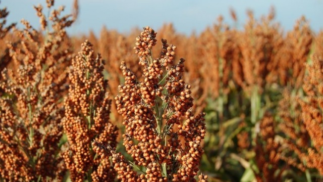 İşte lif kaynağı besinler. Foto Galeri 15