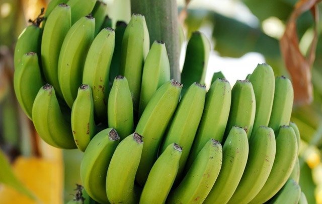 4 gün boyunca muz yerseniz... |Muz diyeti 16