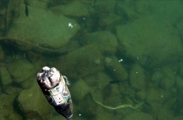 Karadeniz'de kıyı balıkçılığı risk altında 4