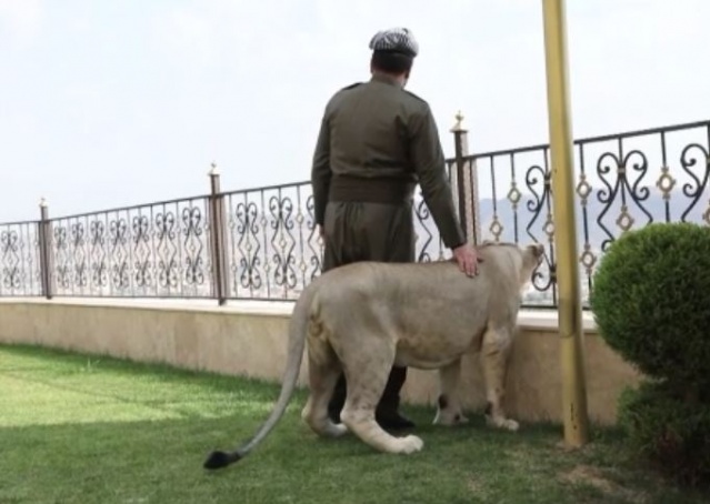 Evde aslan besliyor 9