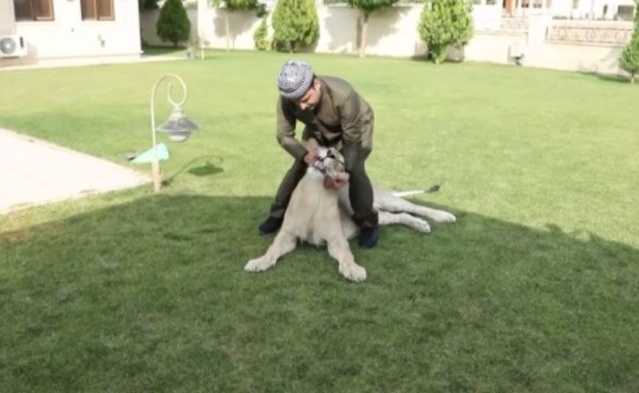 Evde aslan besliyor 7