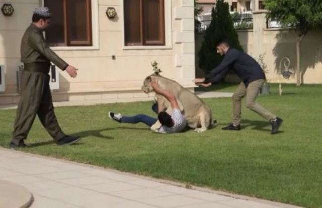 Evde aslan besliyor 4