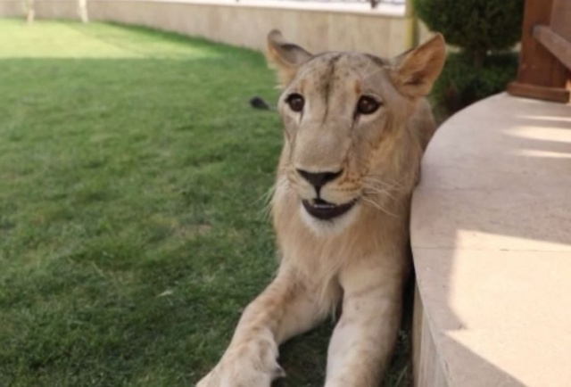 Evde aslan besliyor 6