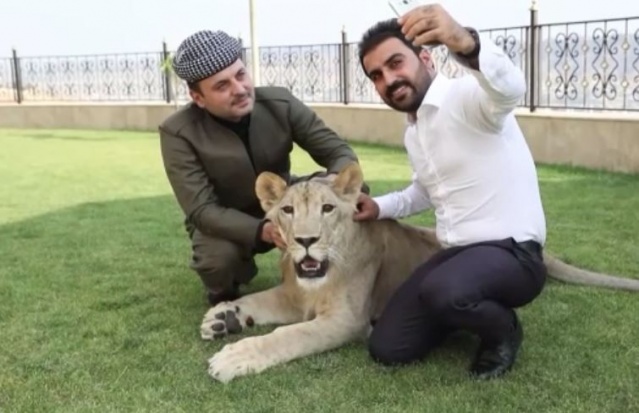 Evde aslan besliyor 5