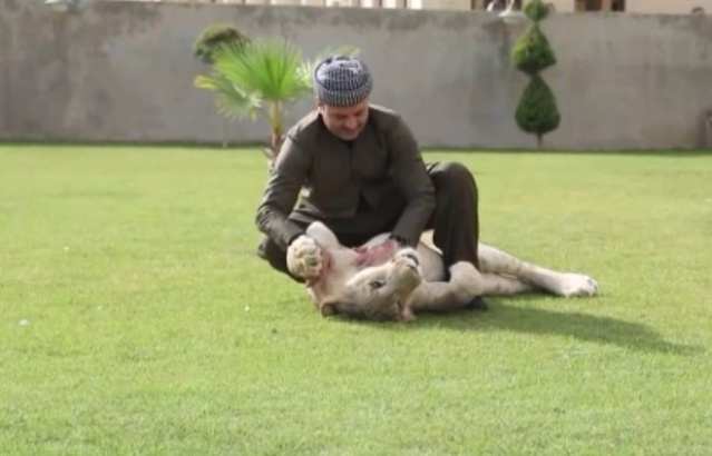 Evde aslan besliyor 3