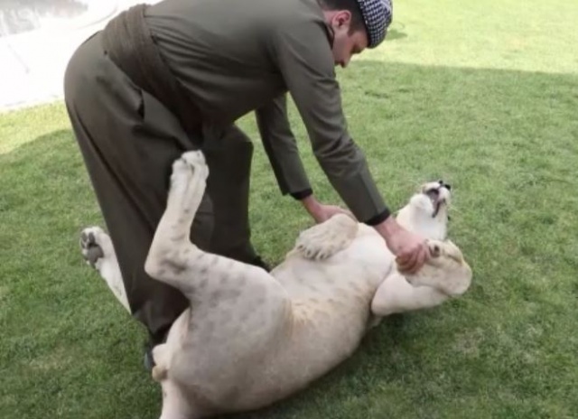 Evde aslan besliyor 2