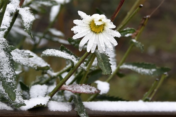 Limni Gölüne sezonun ilk karı yağdı 20