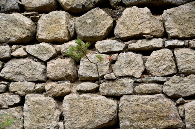 Tarihi kilisenin çatısında dikkat çeken görüntü 14