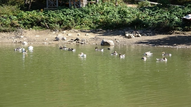 Suları çekilen Limni Gölü, güzelliğini koruyor 12
