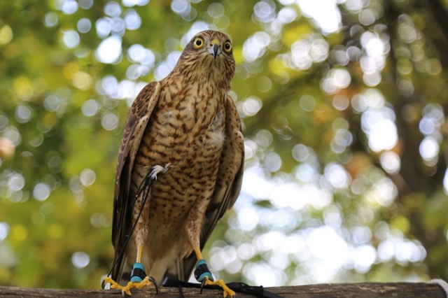 Asırlardır unutulmayan gelenek: Atmaca avcılığı 7