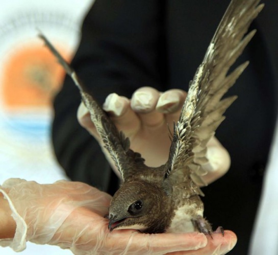 Şırıngayla beslenerek büyütülen ebabil kuşları doğaya salınıyor 4