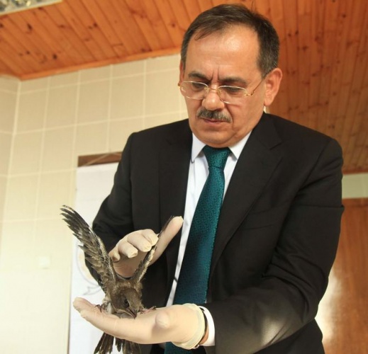 Şırıngayla beslenerek büyütülen ebabil kuşları doğaya salınıyor 3