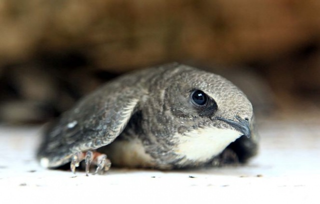 Şırıngayla beslenerek büyütülen ebabil kuşları doğaya salınıyor 5