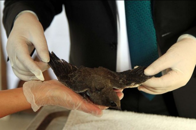 Şırıngayla beslenerek büyütülen ebabil kuşları doğaya salınıyor 2