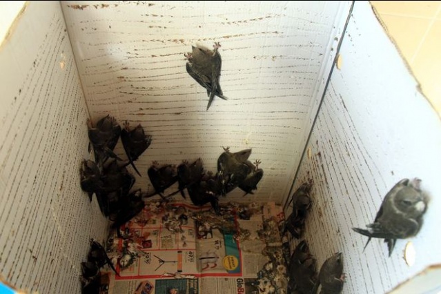 Şırıngayla beslenerek büyütülen ebabil kuşları doğaya salınıyor 8