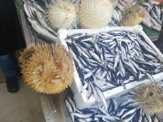 Türkiye kıyılarındaki tehlike 3