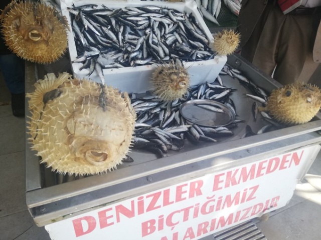 Türkiye kıyılarındaki tehlike 2