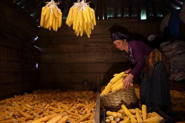 Karadeniz'in cefakar kadınları kışa hazır 4