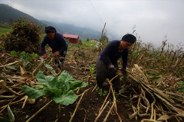 Karadeniz'in cefakar kadınları kışa hazır 10