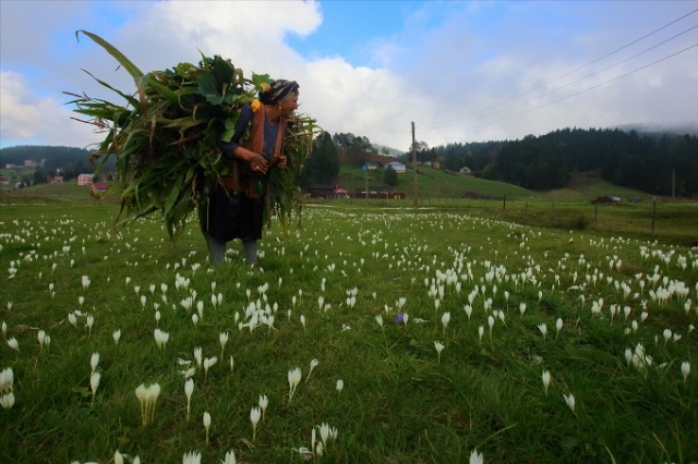Karadeniz'in cefakar kadınları kışa hazır 19