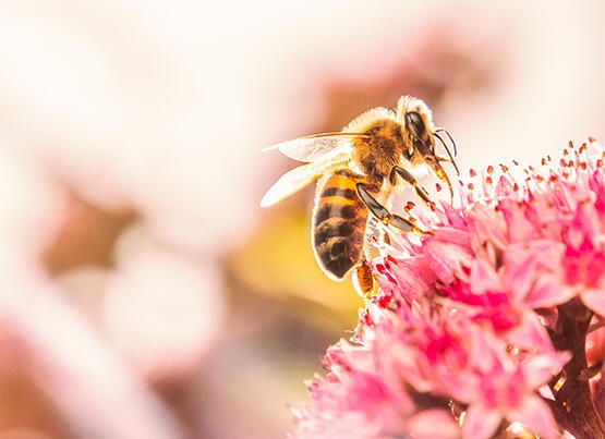Kovandan gelen mucizevi besin kaynağı: Propolis 2