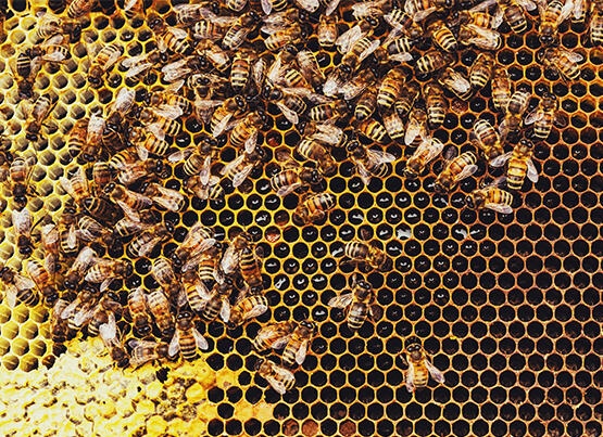 Kovandan gelen mucizevi besin kaynağı: Propolis 6