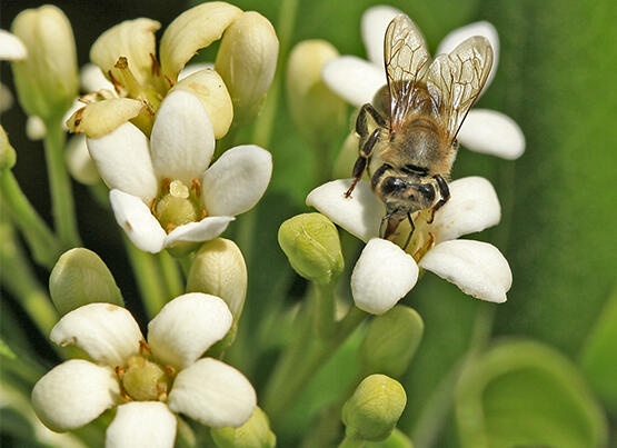 Kovandan gelen mucizevi besin kaynağı: Propolis 3