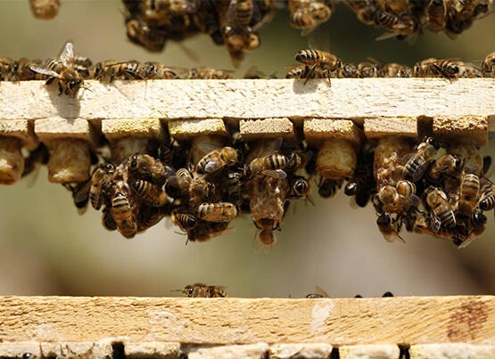 Kovandan gelen mucizevi besin kaynağı: Propolis 4