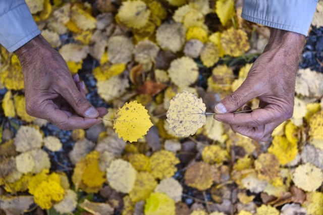 Zigana rengarenk oldu 4