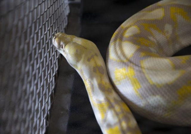 Sınırda timsah ve kertenkele dolu araç yakalandı 4