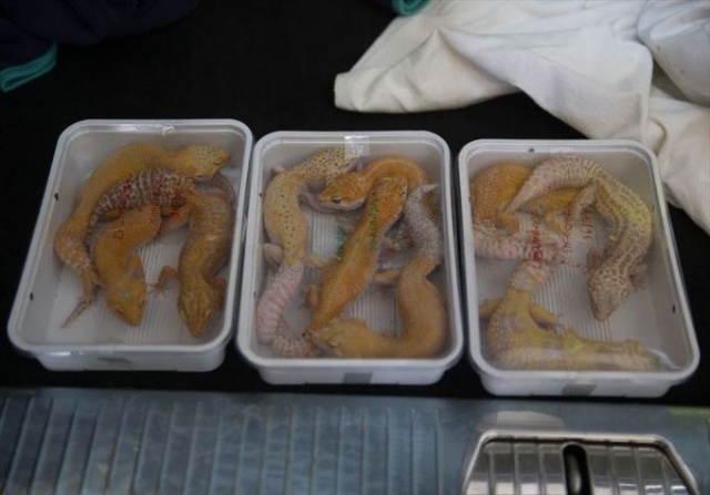 Sınırda timsah ve kertenkele dolu araç yakalandı 7