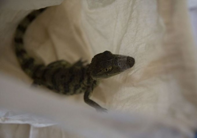 Sınırda timsah ve kertenkele dolu araç yakalandı 2