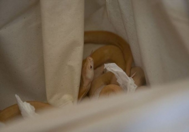 Sınırda timsah ve kertenkele dolu araç yakalandı 3