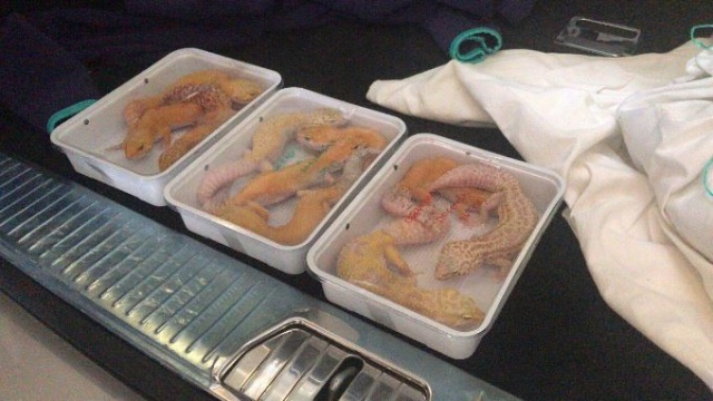 Sınırda timsah ve kertenkele dolu araç yakalandı 8