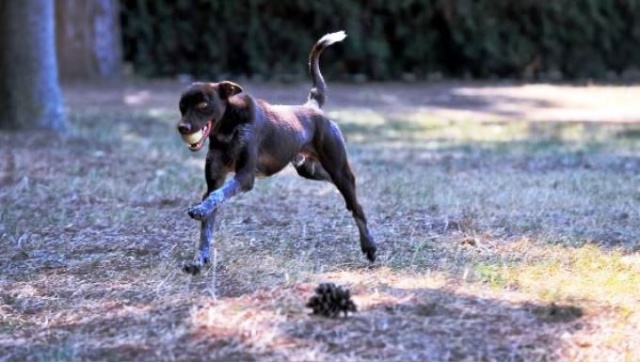 Trabzon köpeği Zerdeva operasyonlara hazırlanıyor 5