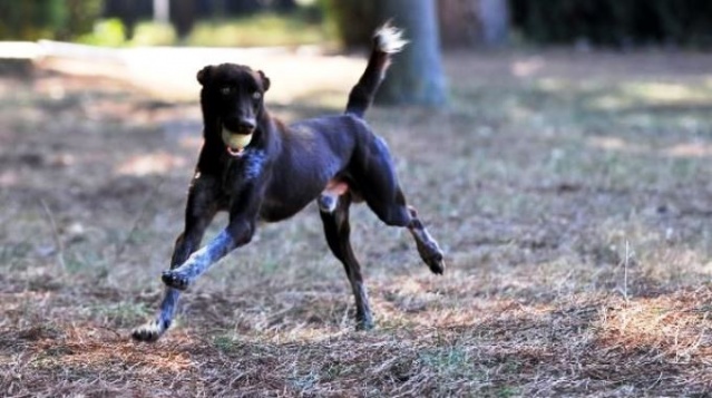 Trabzon köpeği Zerdeva operasyonlara hazırlanıyor 3