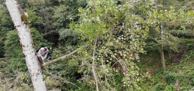Metrelerce uzunluktaki ağaçlara Tarzan gibi tırmanıyor 7