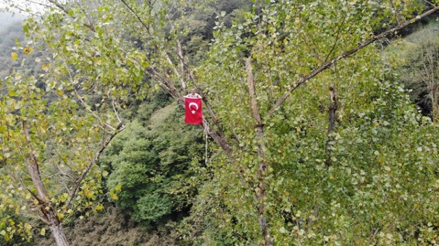 Metrelerce uzunluktaki ağaçlara Tarzan gibi tırmanıyor 11