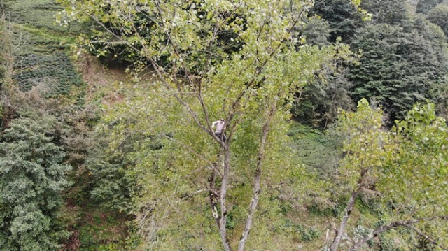 Metrelerce uzunluktaki ağaçlara Tarzan gibi tırmanıyor 21
