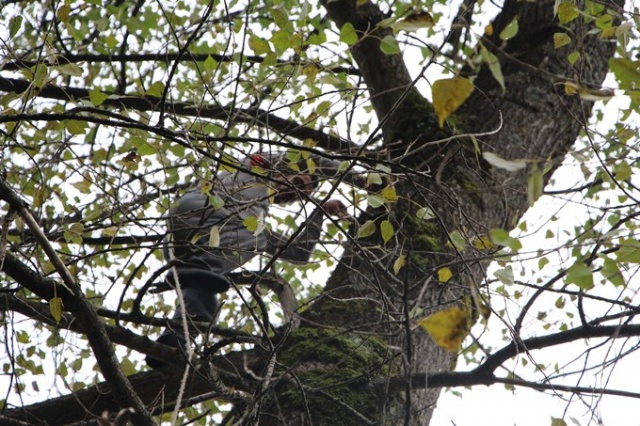 Metrelerce uzunluktaki ağaçlara Tarzan gibi tırmanıyor 23