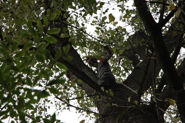Metrelerce uzunluktaki ağaçlara Tarzan gibi tırmanıyor 20
