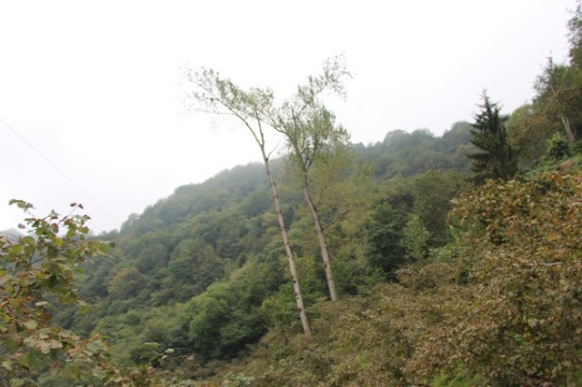 Metrelerce uzunluktaki ağaçlara Tarzan gibi tırmanıyor 4