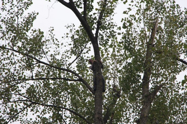 Metrelerce uzunluktaki ağaçlara Tarzan gibi tırmanıyor 18