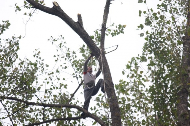 Metrelerce uzunluktaki ağaçlara Tarzan gibi tırmanıyor 22