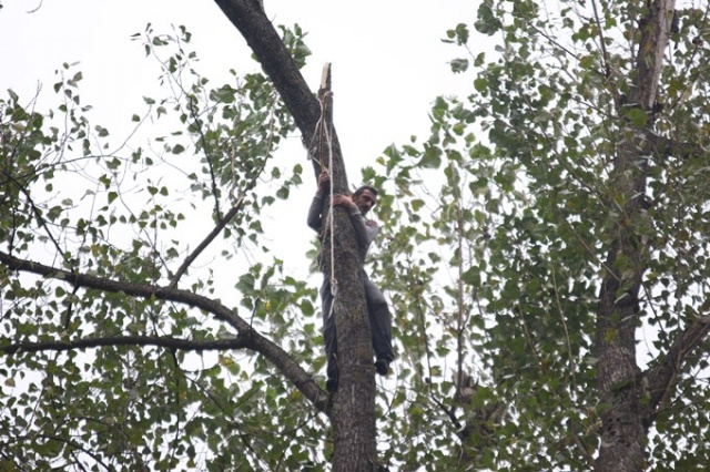 Metrelerce uzunluktaki ağaçlara Tarzan gibi tırmanıyor 15